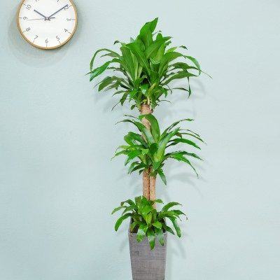 행운목 화분