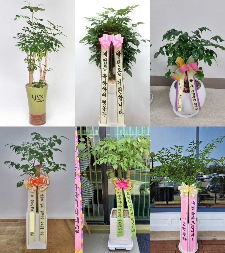 녹보수